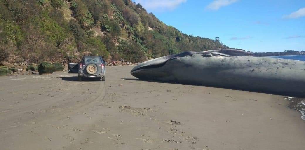 Tristeza Y Expectaci N Ha Causado El Varamiento De Una Ballena Azul En