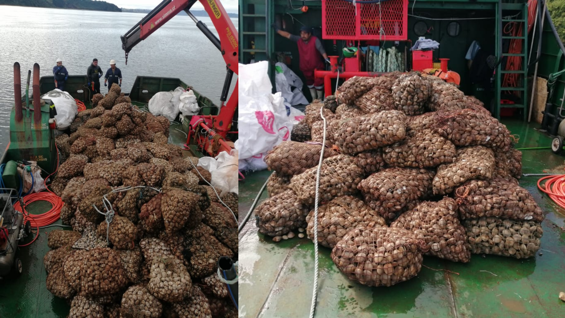 Lee más sobre el artículo Decomisan 18 toneladas de almejas con presencia de toxinas en isla Quehui comuna de Castro