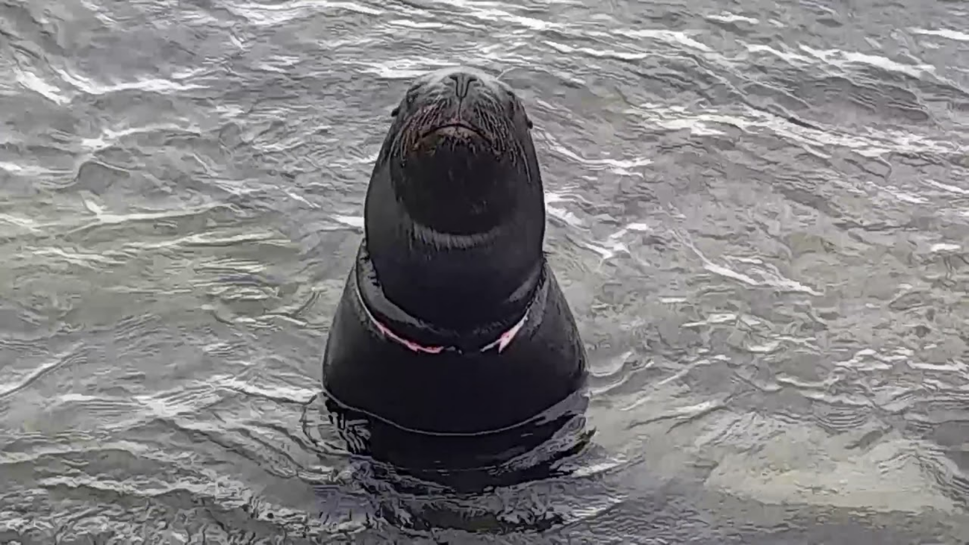 Lee más sobre el artículo ANCUD: LOGRARON RESCATAR A LOBO MARINO HERIDO
