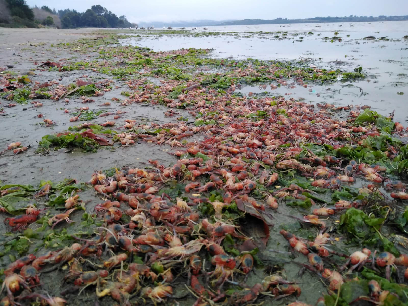 Lee más sobre el artículo MASIVA VARAZÓN DE LANGOSTINOS EN ANCUD