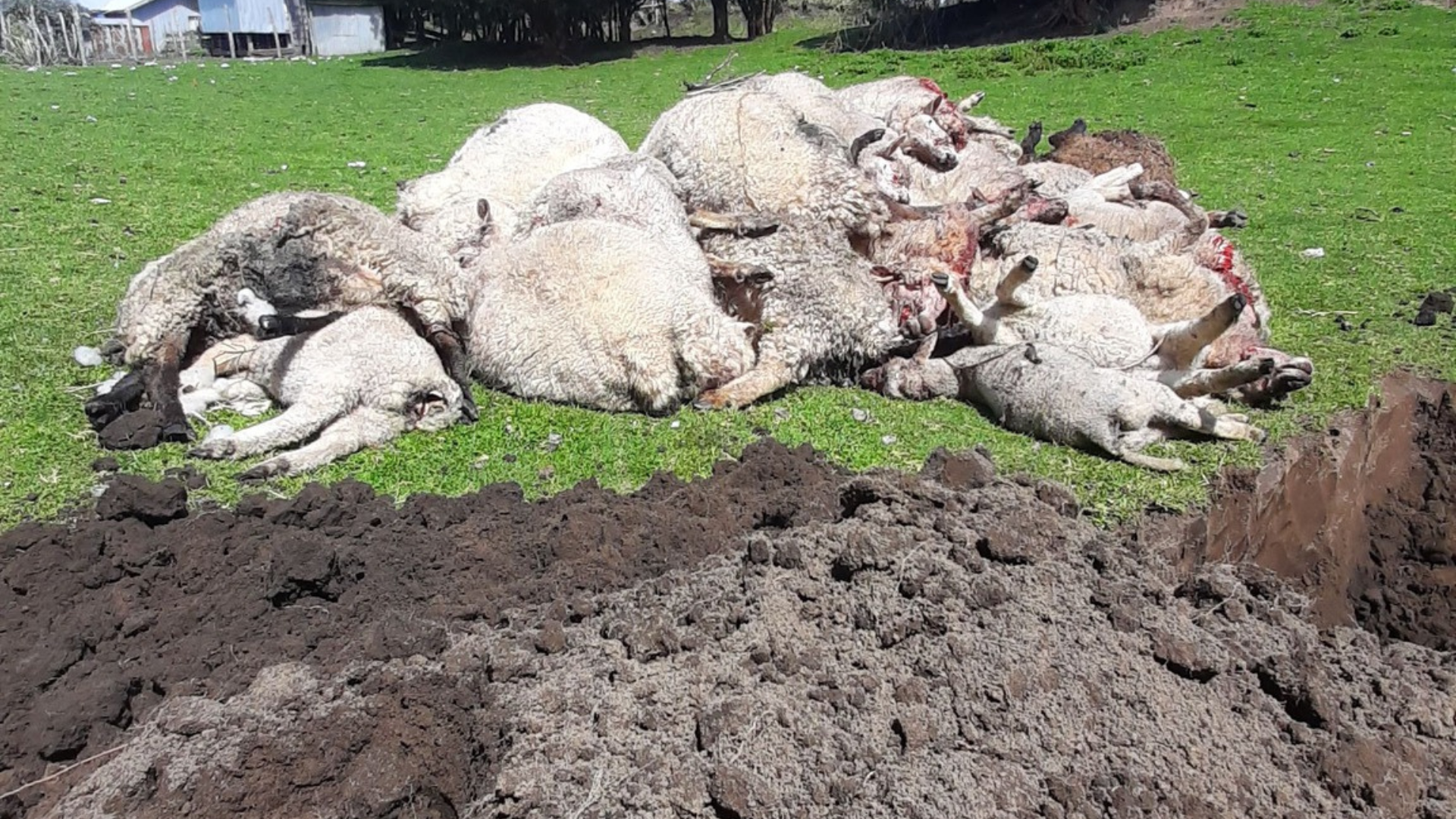Lee más sobre el artículo Jauría de perros mata a 25 ovejas en sector rural de Chanquín, localidad de Cucao, comuna de Chonchi.