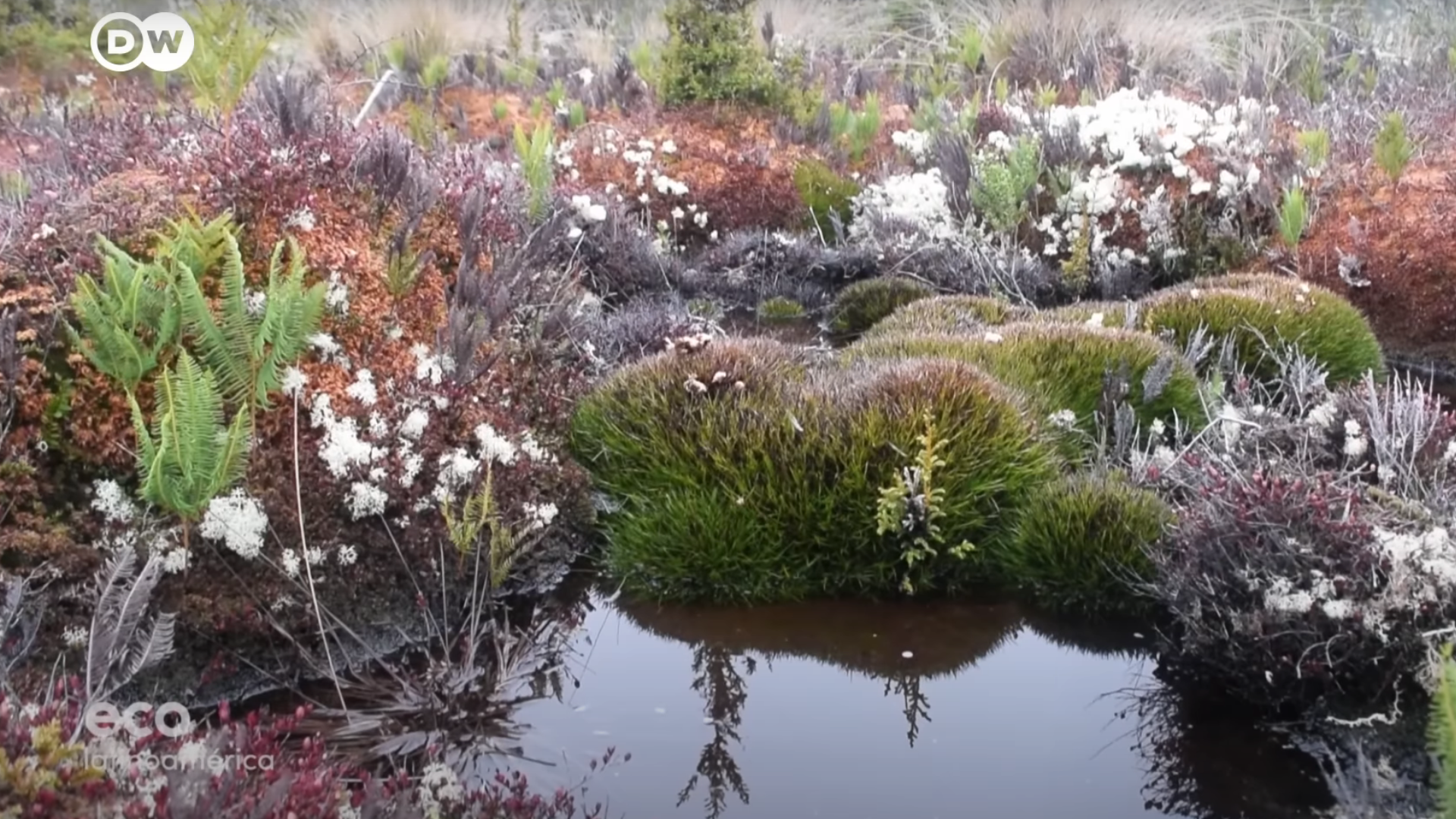 Lee más sobre el artículo Deutsche Welle publica reportaje de las turberas y el pompón de Chiloé