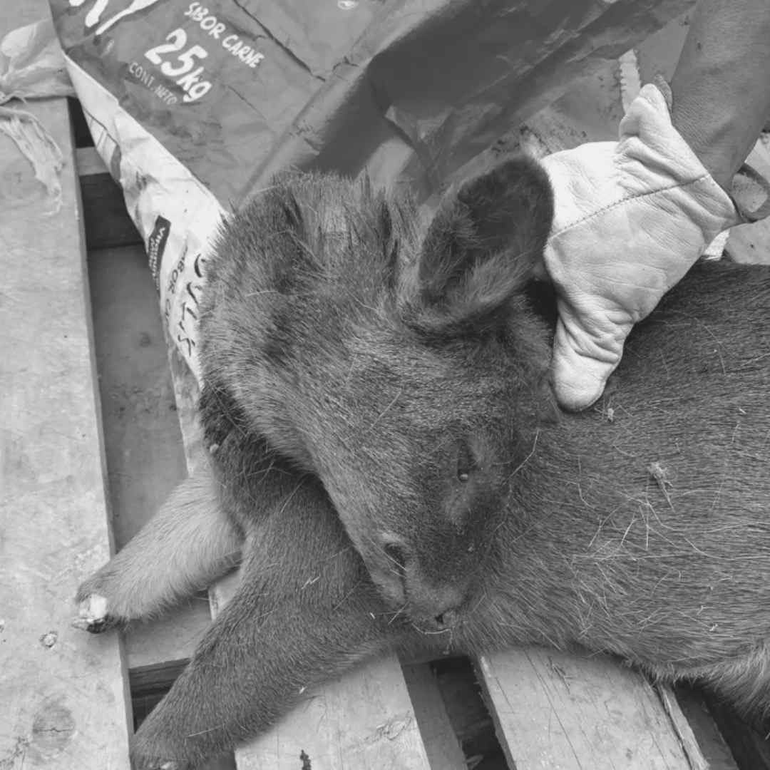 Lee más sobre el artículo Encuentran el cuerpo mutilado de un pequeño pudú en el sector Pid Pid comuna de Castro: Desalmados le cortaron sus patas delanteras.