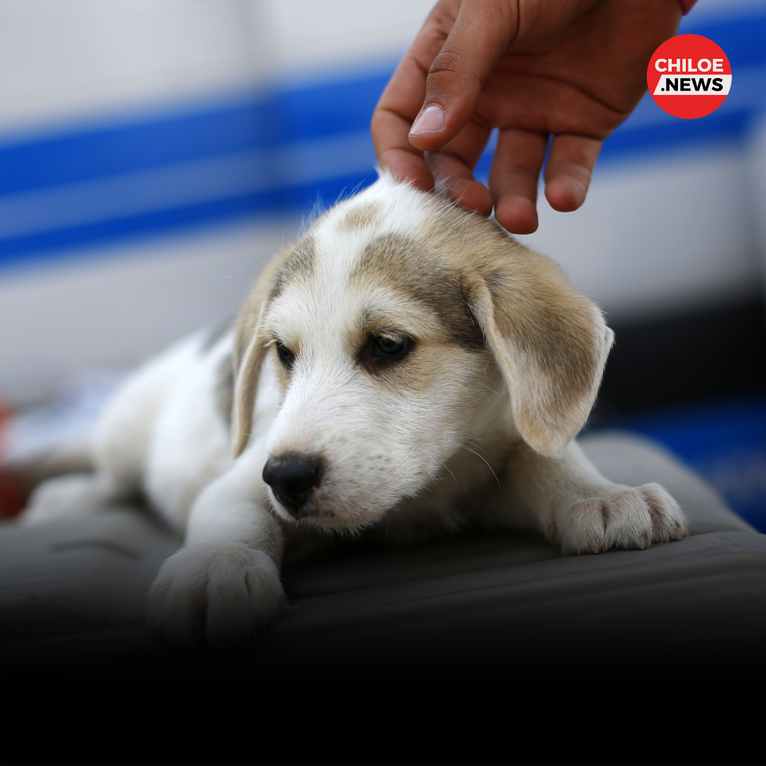 Lee más sobre el artículo Exitosa campaña de esterilización y postura de chips gratuita beneficia a 200 mascotas en Curaco de Vélez