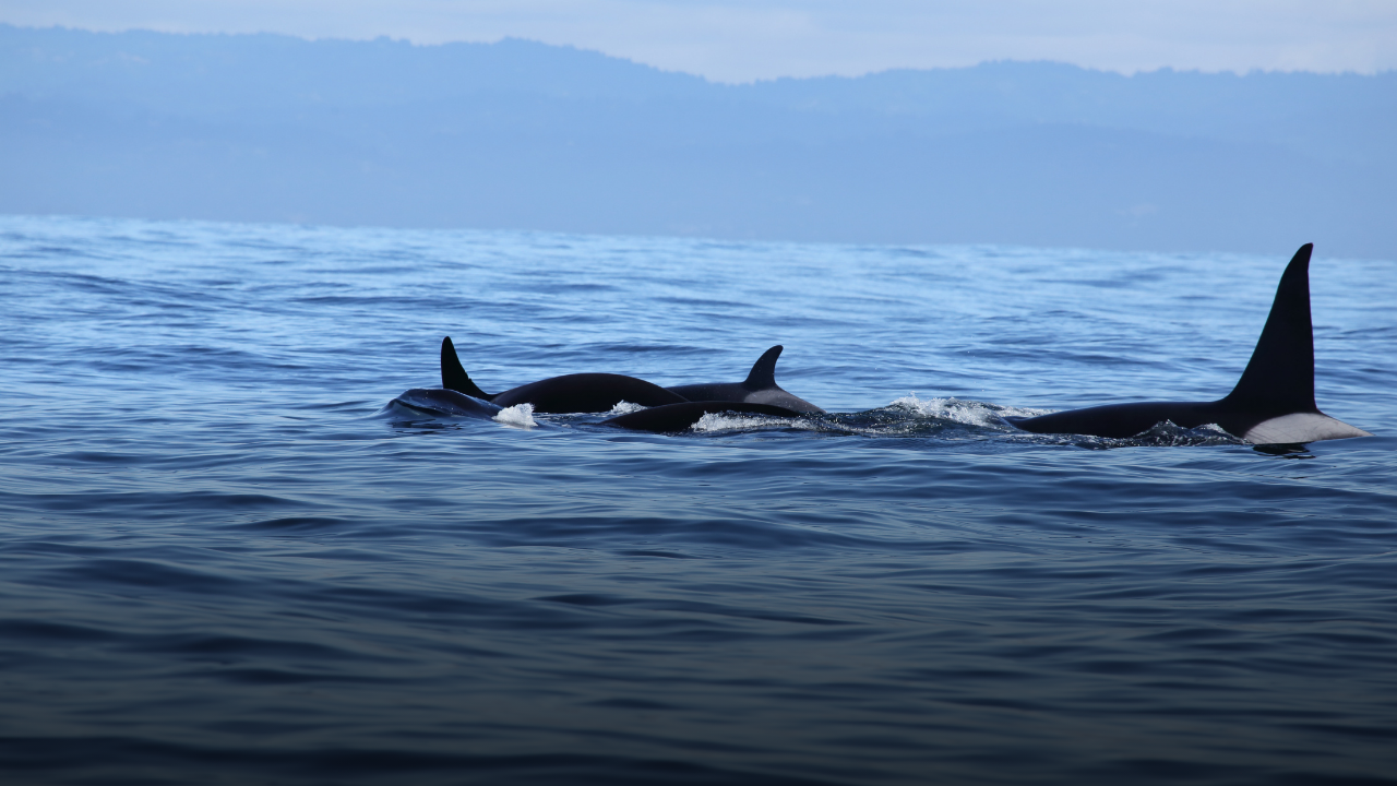 Lee más sobre el artículo Avistan orcas en plena cacería entre San Antonio e isla Cailín