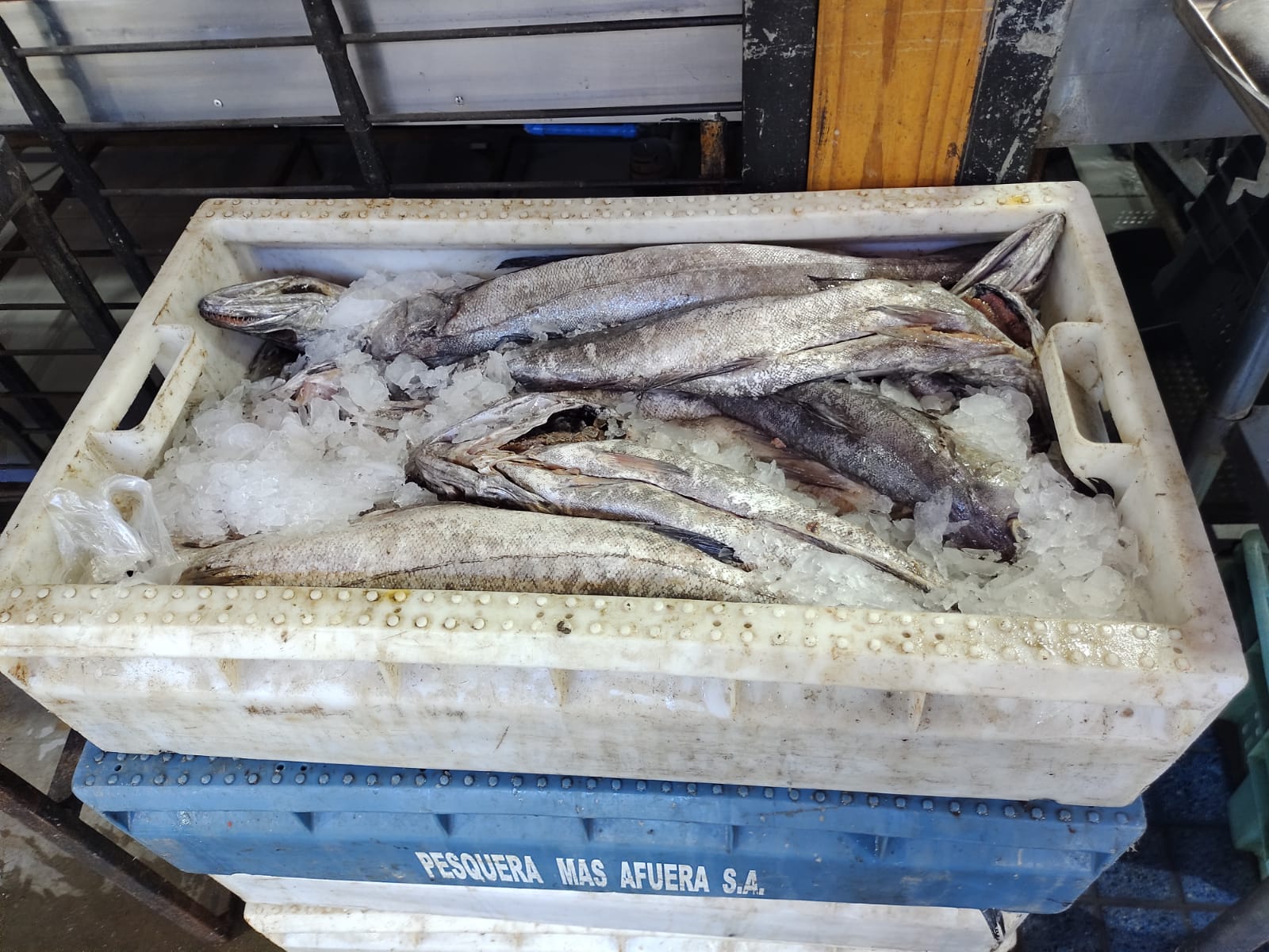 Lee más sobre el artículo Decomisan de 350 kg de Merluza en mal estado en Feria José Sandoval (ex Yumbel) por Denuncias Ciudadanas