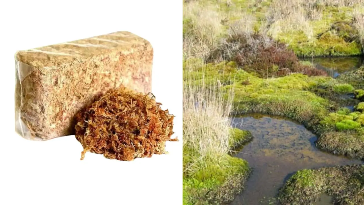 Lee más sobre el artículo Organizaciones de Chiloé piden veto presidencial a Ley de Turberas: exigen prohibir la extracción de musgo pompón debido a su importancia hídrica.