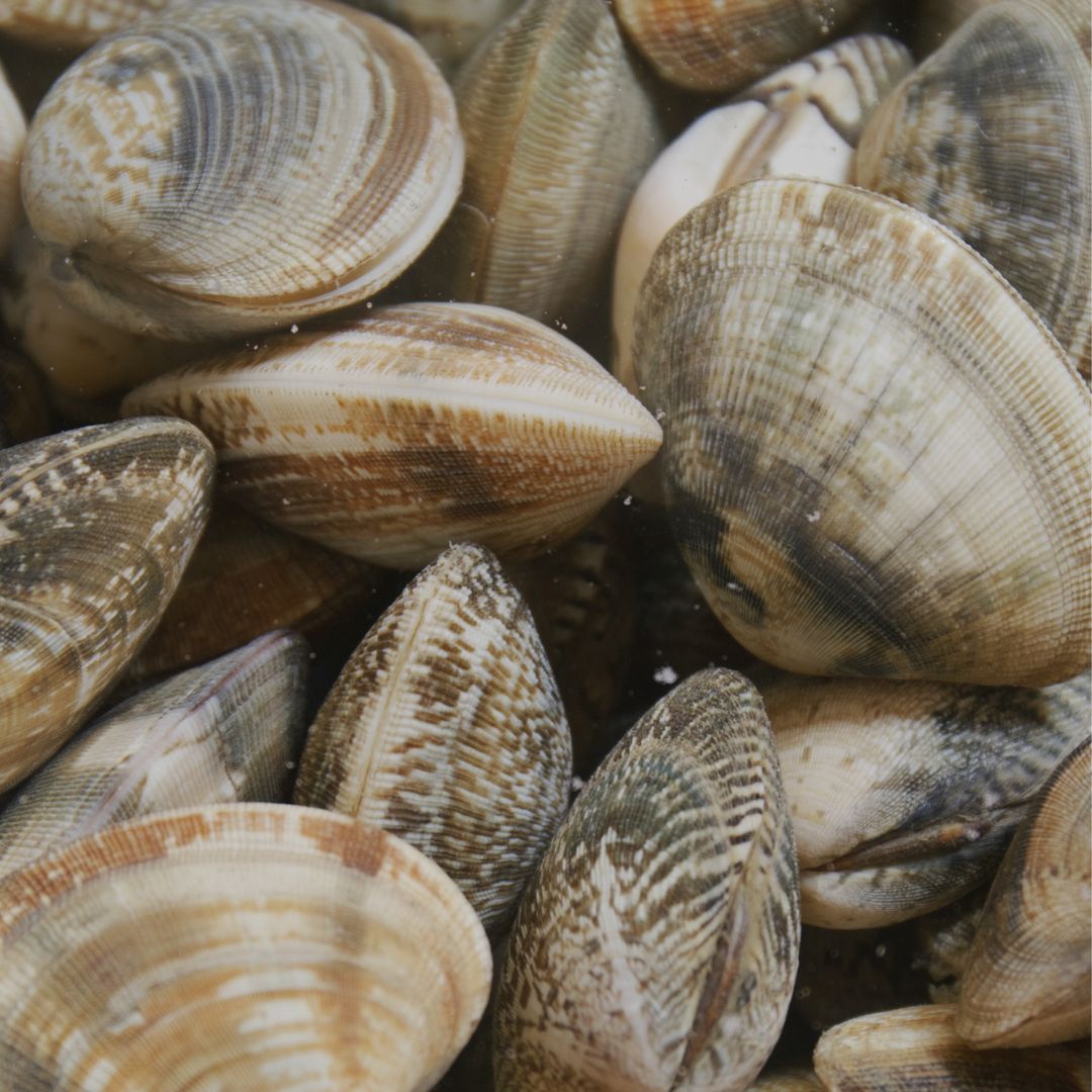 Lee más sobre el artículo Detectan embarcación con almejas contaminadas por marea roja en Calbuco: evadieron control en Quellón