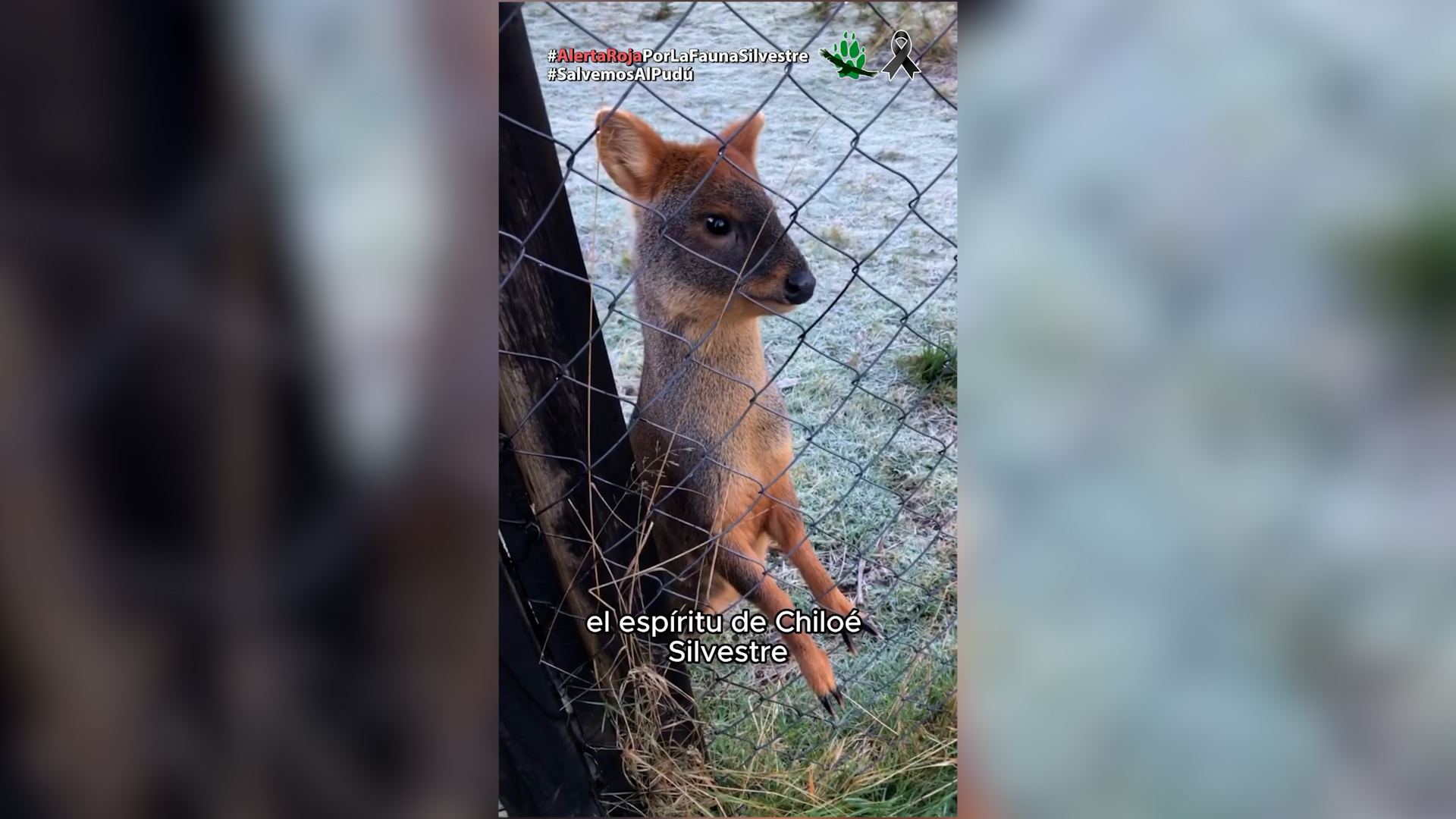 Lee más sobre el artículo Perros matan a 2 pudúes en centro de conservación Chiloé Silvestre