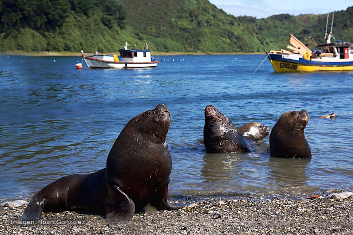 Lee más sobre el artículo Llamado para proteger a los pescadores artesanales del ataque de lobos marinos