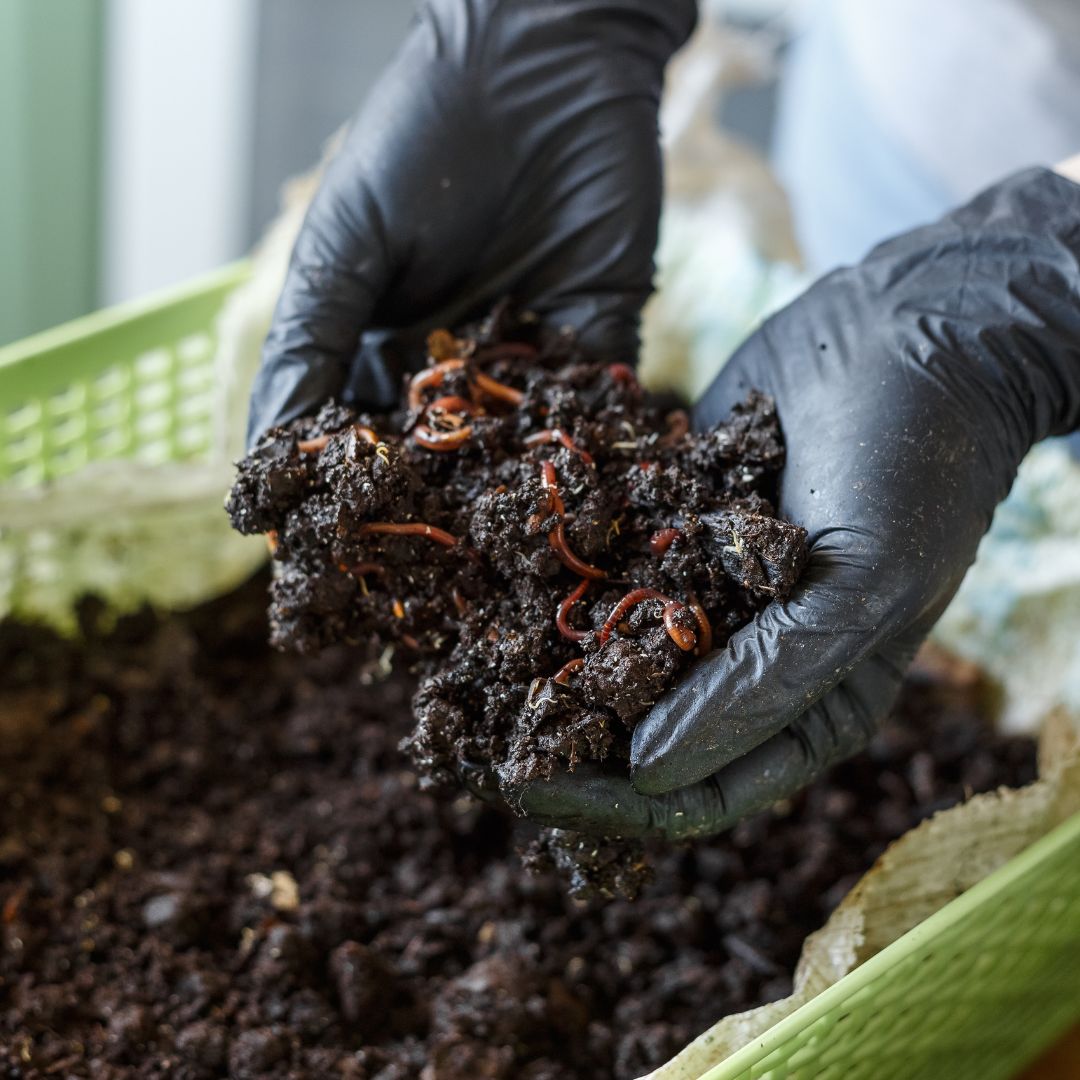 Lee más sobre el artículo Transforma tus residuos en abono de alta calidad con lombrices