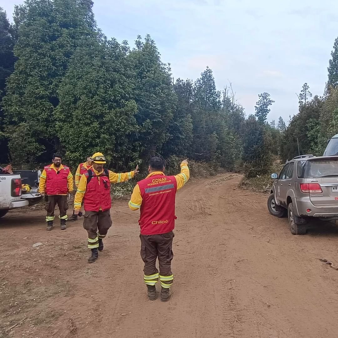 Lee más sobre el artículo Tala ilegal de bosque nativo habría provocado incendio forestal en Taiquemó, Ancud