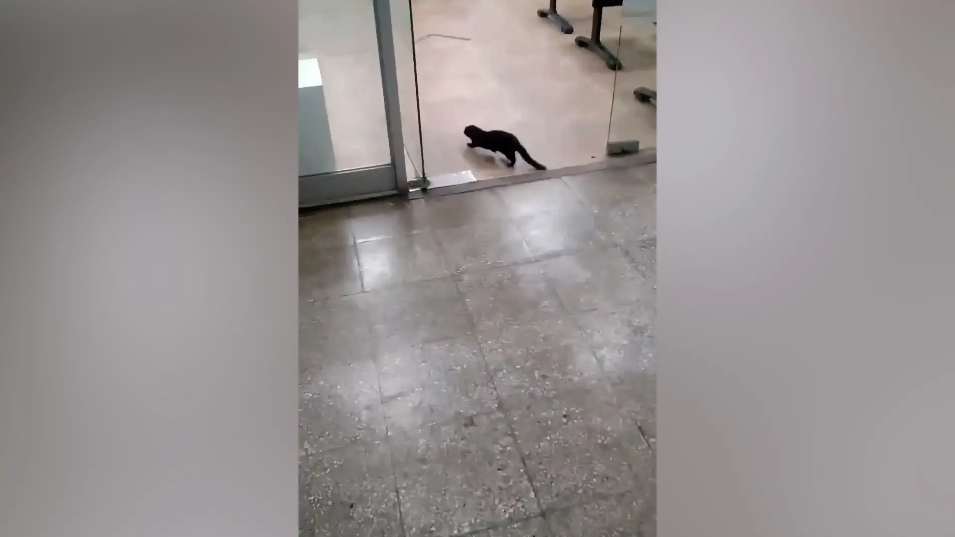 Lee más sobre el artículo SAG captura visón en oficinas del Servicio de Impuestos Internos en Castro