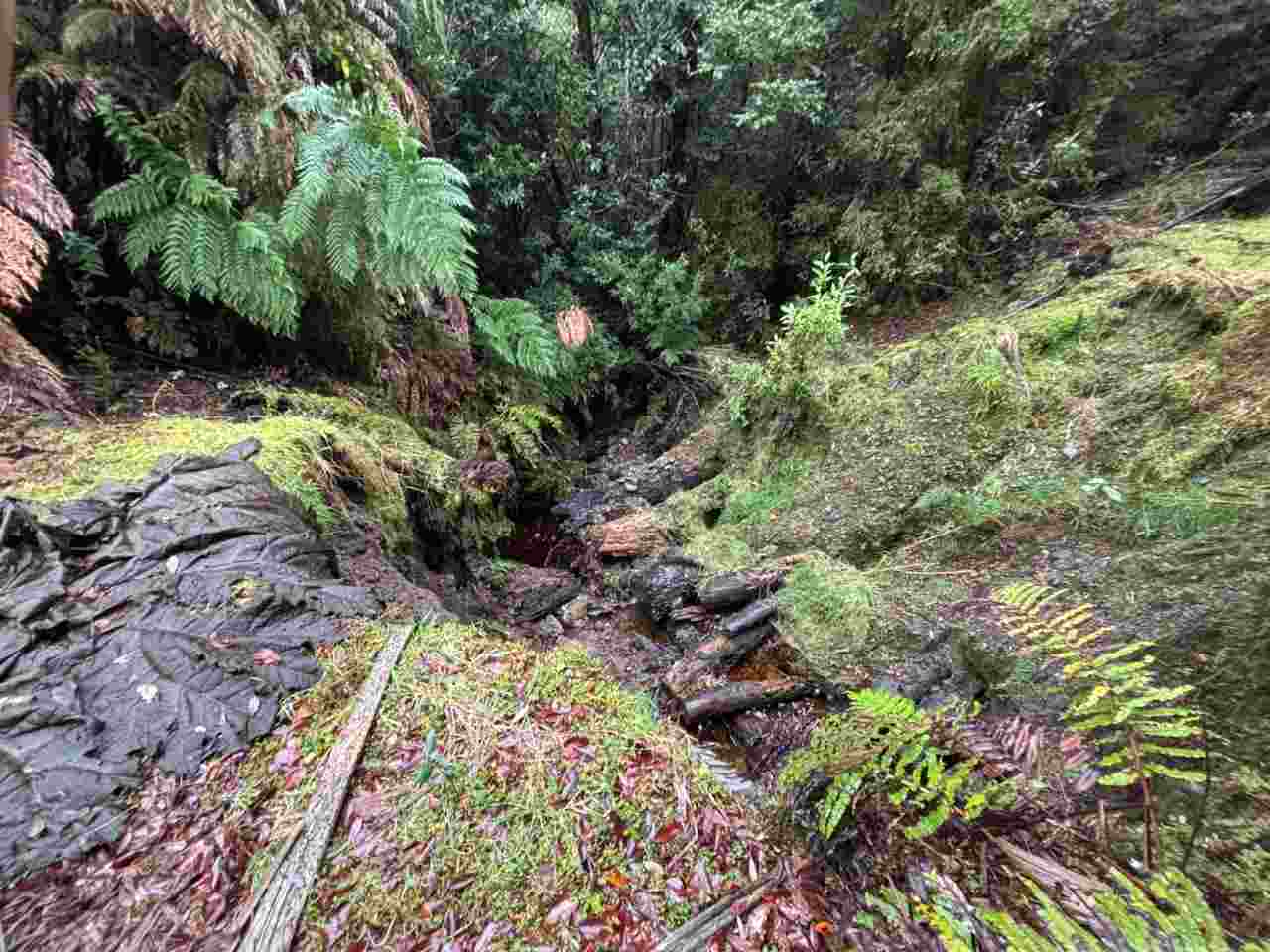Lee más sobre el artículo Continúa sin éxito la búsqueda de joven desaparecido en el Parque Tepuhueico