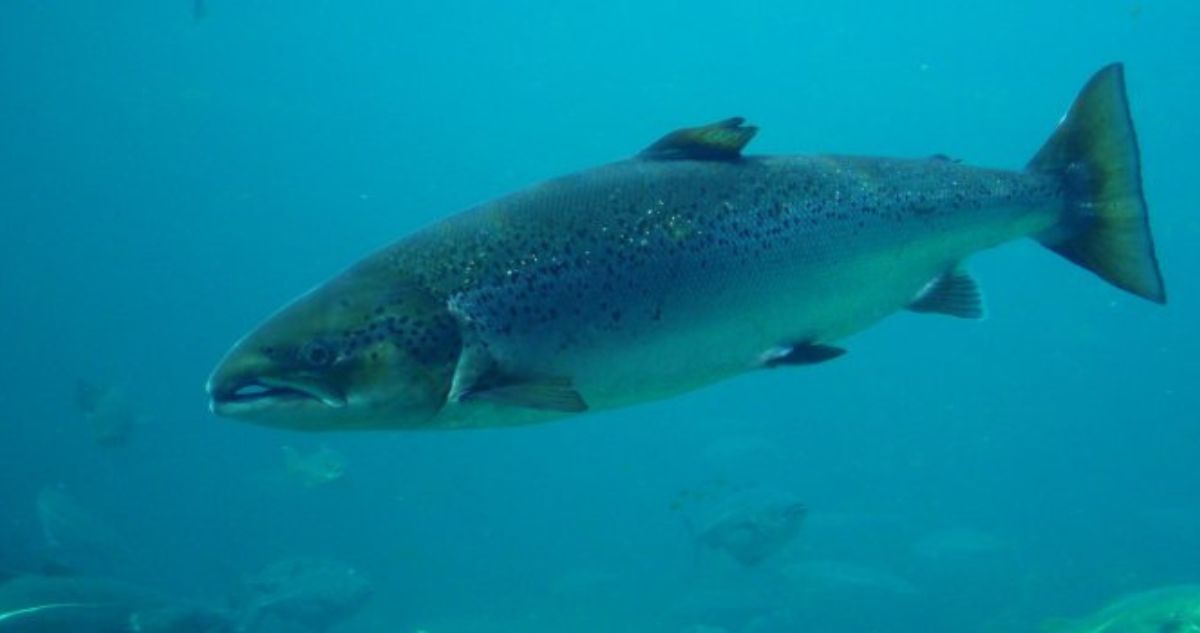 Lee más sobre el artículo Investigan posible sabotaje tras fuga de 20 mil salmones con antibióticos