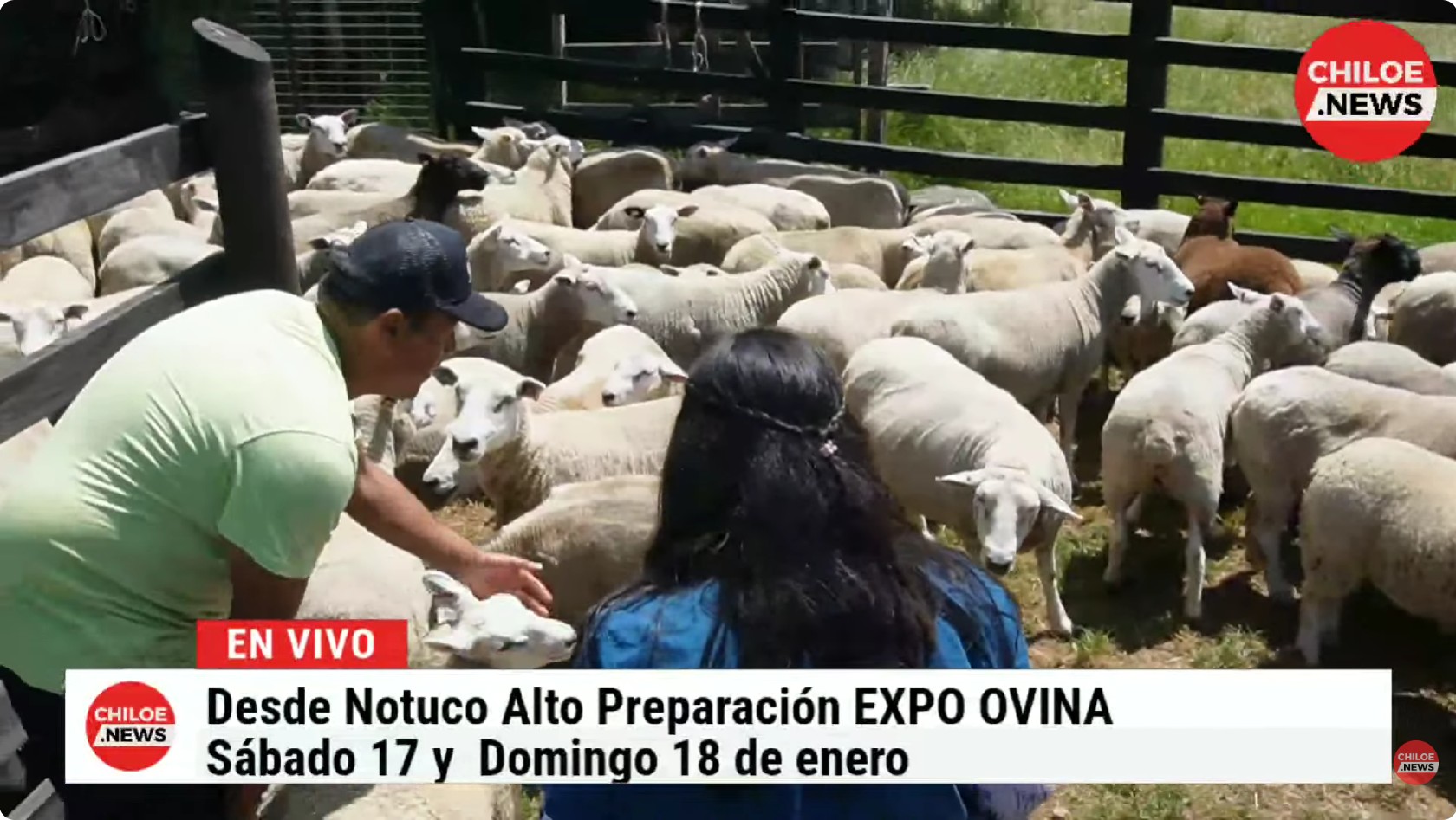 Lee más sobre el artículo *en vivo* desde Notuco Alto: Preparativos para la EXPO OVINA Chonchi 2026