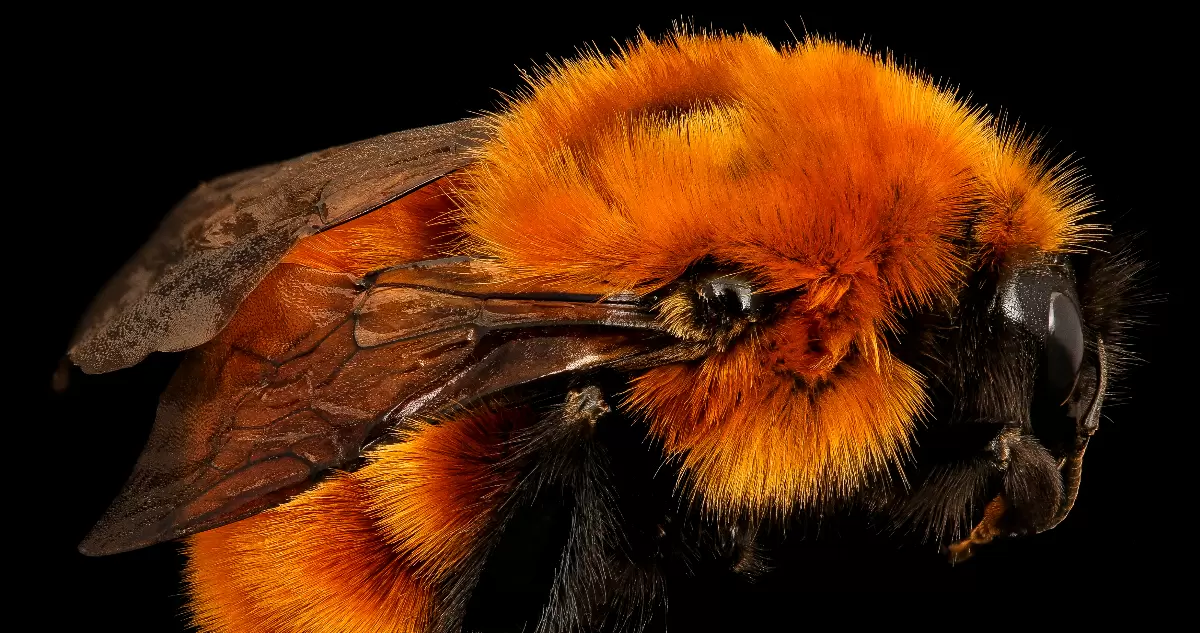Lee más sobre el artículo El «gigante naranja» en peligro: La invasión del abejorro europeo amenaza con extinguir al polinizador nativo de Chile